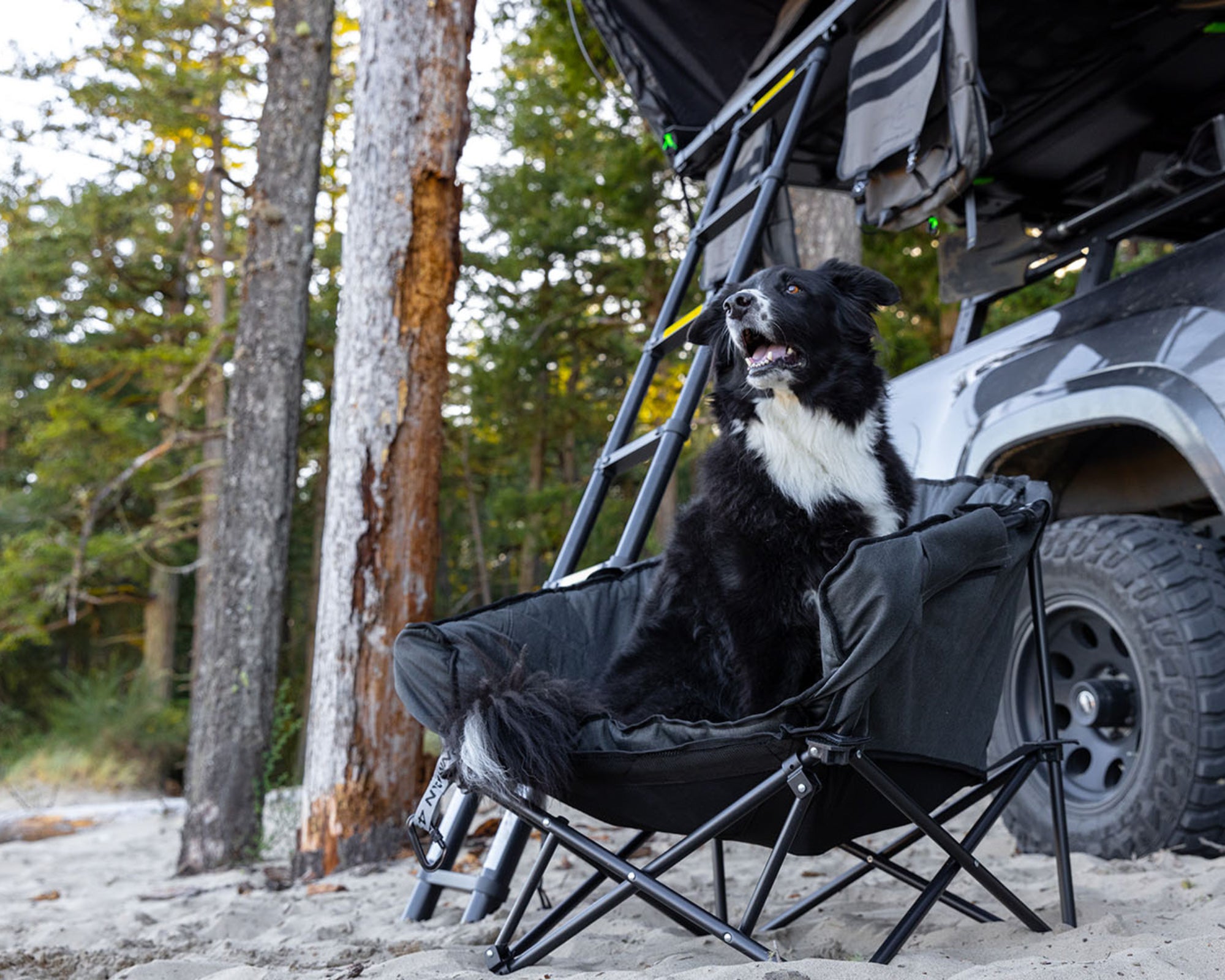 The Pet Lounger | Quick Fold Dog Camp Chair – IRONMAN 4X4 America